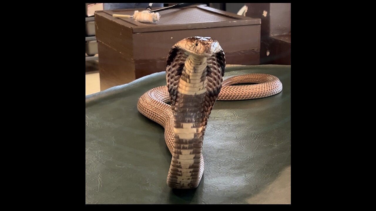 COBRA - Extracting Venom to Make Anti-Venom