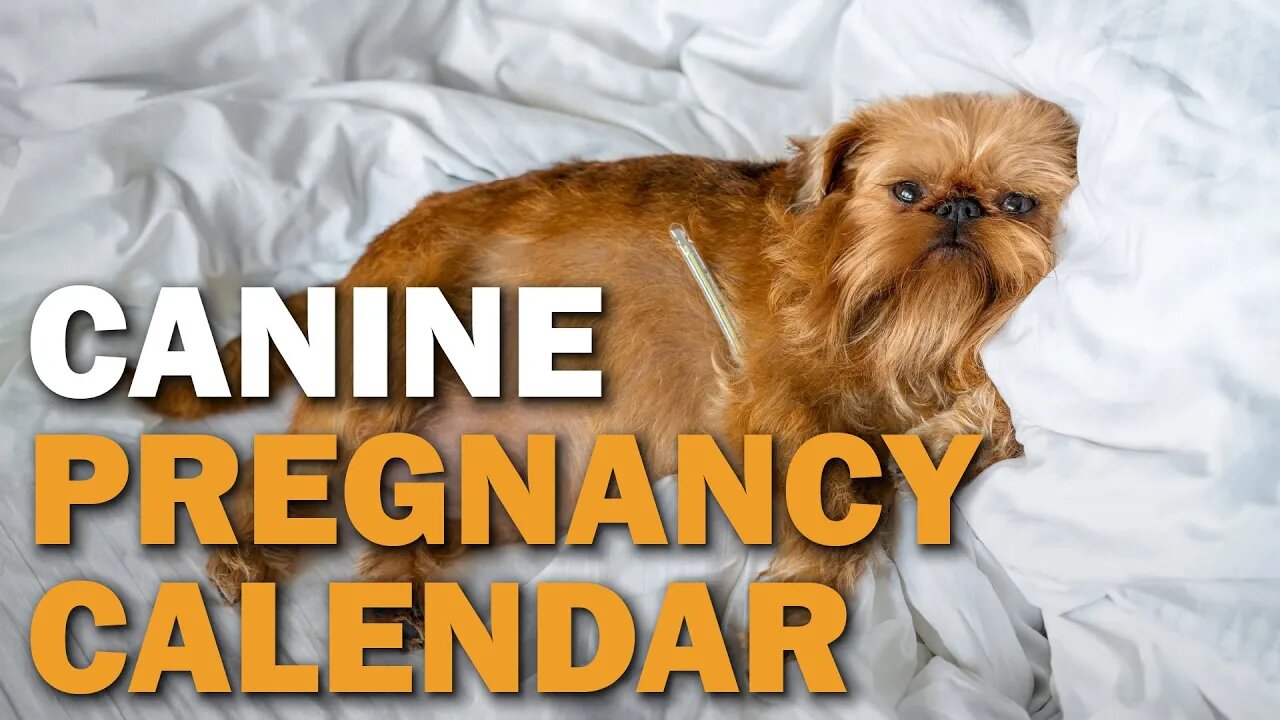 Canine Pregnancy Calendar | CKC's Talkin' Dogs List Show