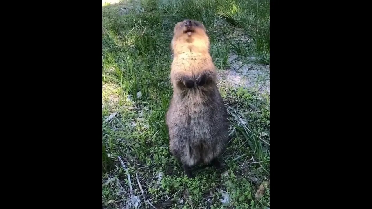 Cute funny Quokka -125