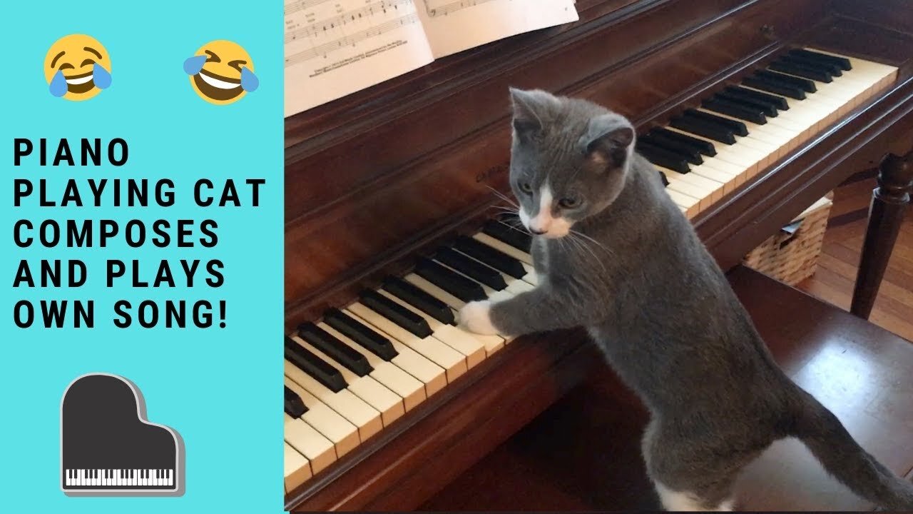 𝗧𝗮𝗹𝗲𝗻𝘁𝗲𝗱 𝗖𝗮𝘁 𝗰𝗼𝗺𝗽𝗼𝘀𝗲𝗱 𝗮𝗻𝗱 𝗽𝗹𝗮𝘆 𝗵𝗶𝘀 𝗢𝗪𝗡 𝗦𝗢𝗡𝗚! 😹😹 (WATCH THIS)