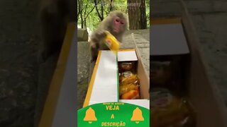 Macaco quer Pãozinho #shorts