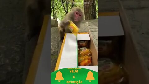 Macaco quer Pãozinho #shorts