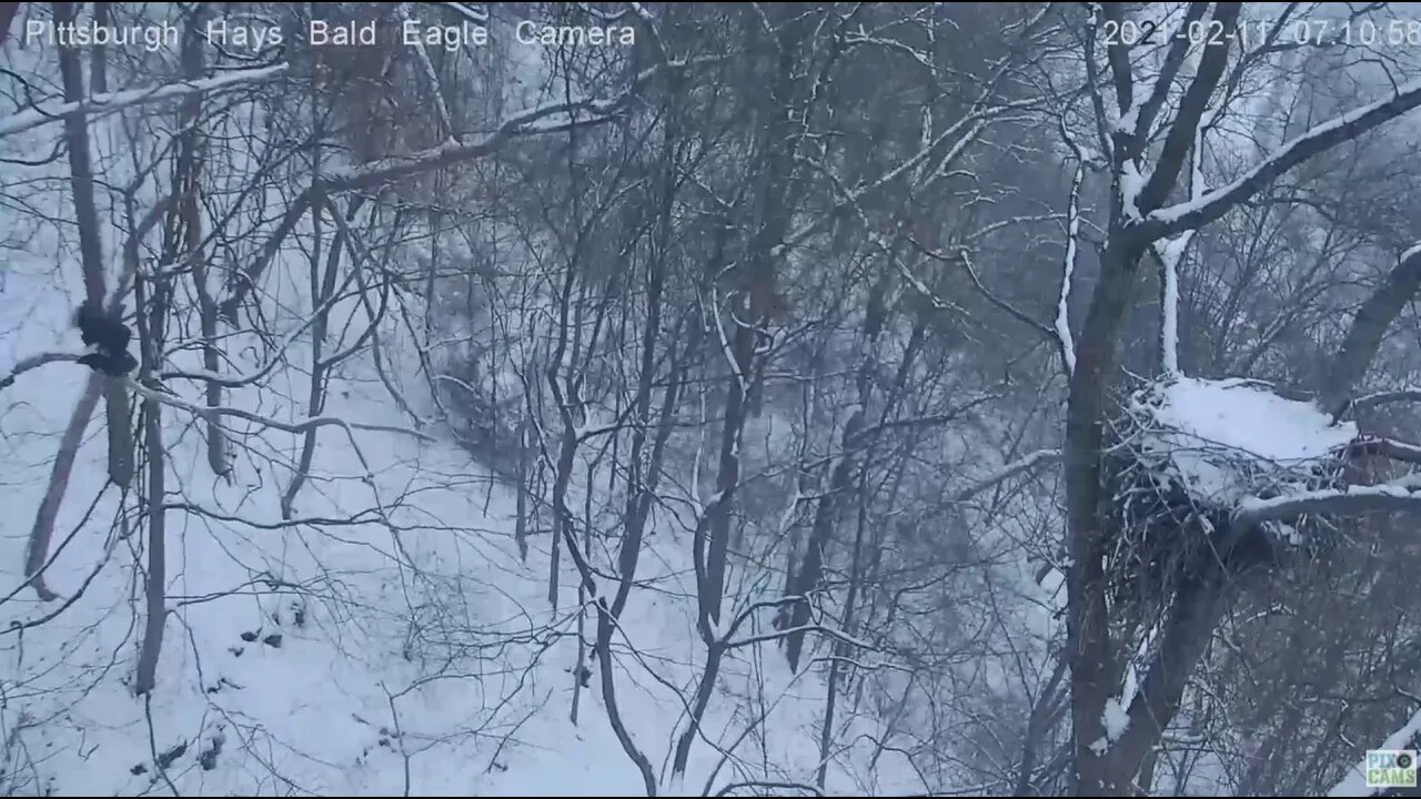 Hays Bald Eagles Mate on Woods Limb 2021 02 11 7:10AM