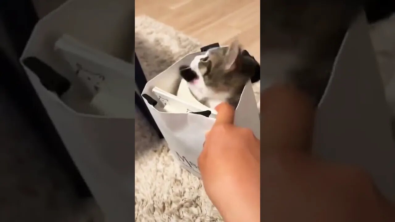 Cat Fun | #cat #reels #shorts #funny