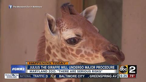 Maryland Zoo: Julius to undergo major medical prodecure