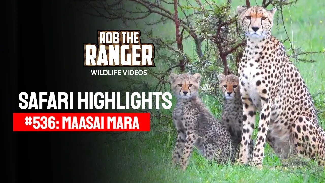 Safari Highlights #536: 16 & 17 December 2019 | Maasai Mara/Zebra Plains | Latest Wildlife Sightings