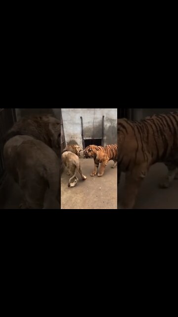 Lion vs Tiger who will win Tiger dominates short encounter | lion vs tiger fight