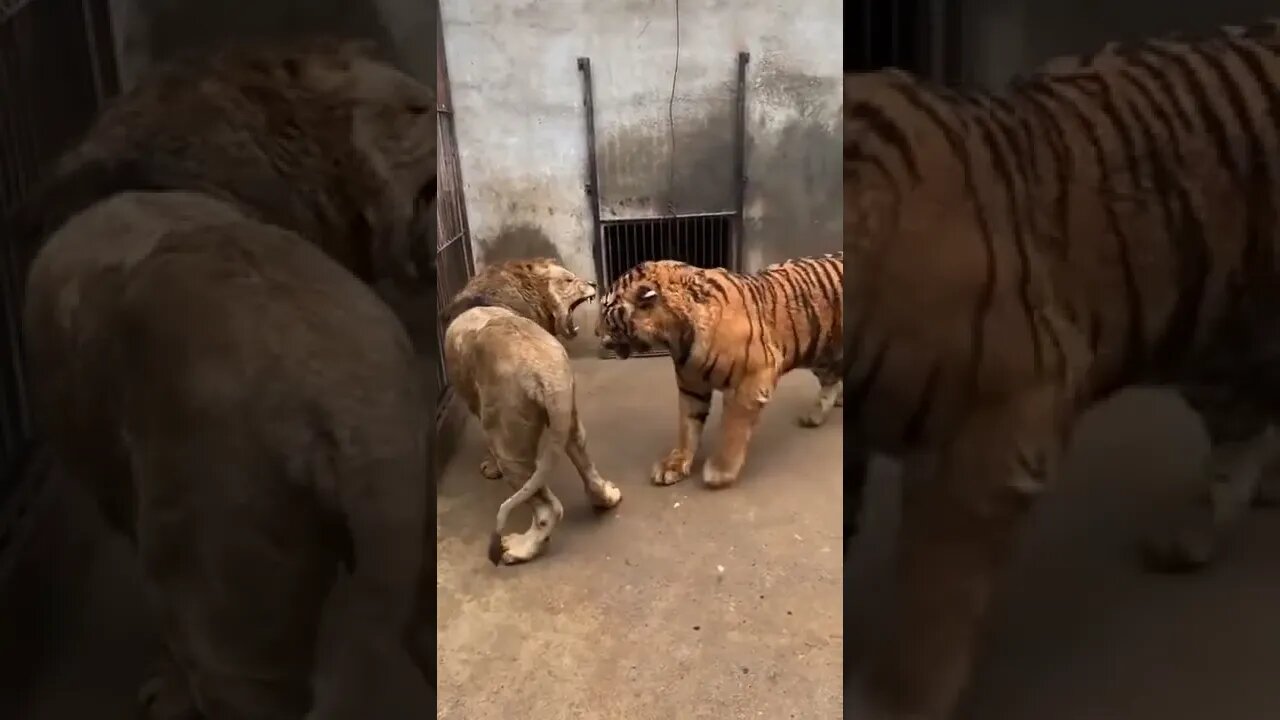 Lion vs Tiger who will win Tiger dominates short encounter | lion vs tiger fight