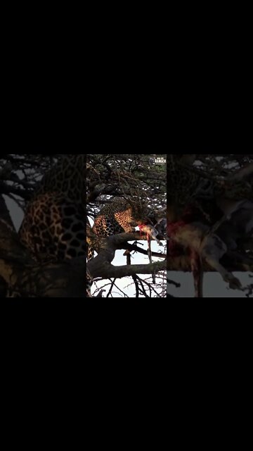 Leopard Feeding On A Gazelle In A Tree | Saturday #shorts