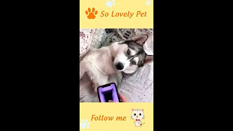 Funny animals video cats and dogs 2 @Shorts_Full-HD