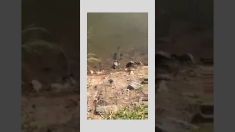 Wait for it 🐟🐦