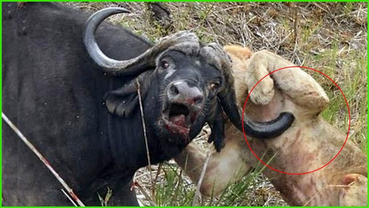 30 Scary Moments Crazy Buffalo Kills Lions - Lion Vs Buffalo - Animals Fight