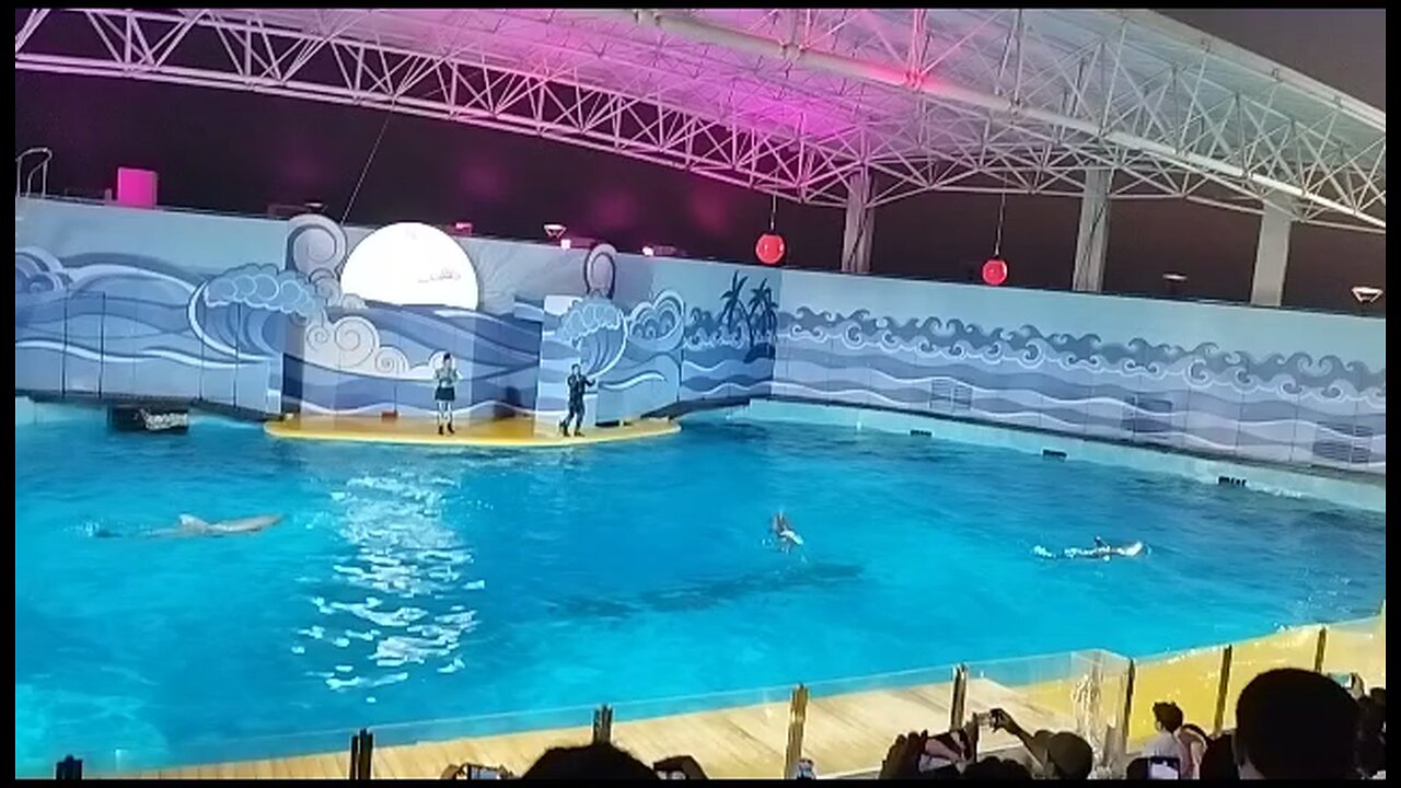 Dolphin Show Jeddah