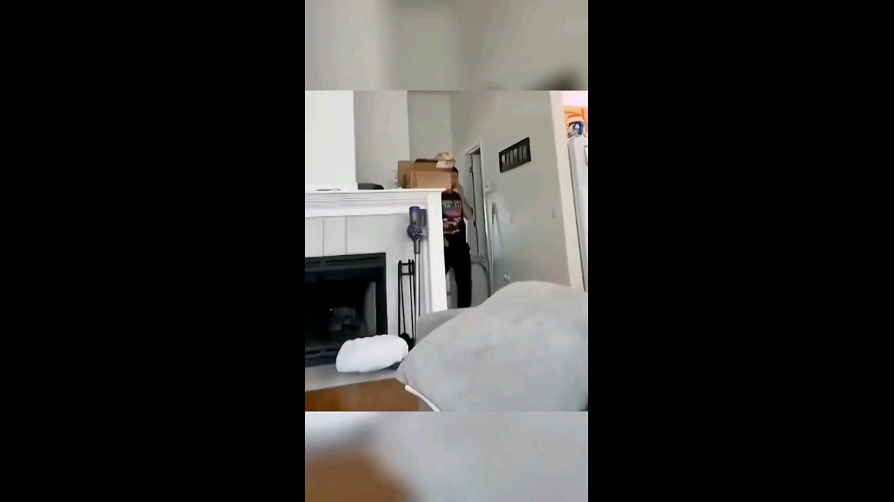 Funny cats