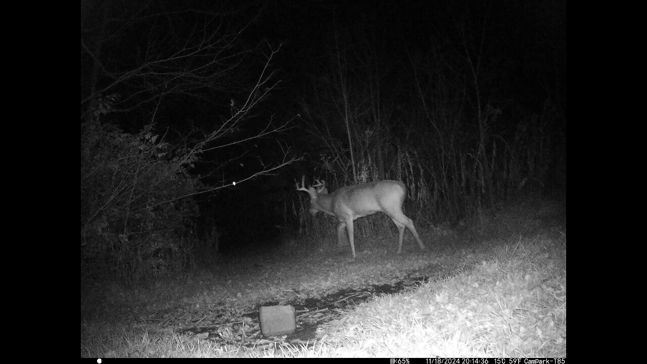 Big Buck Deer Cam in distance on our Back Walk 11-18-2024