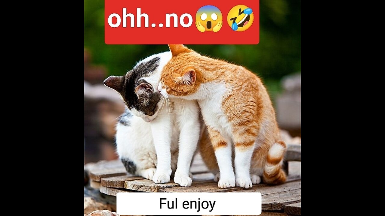 Ful enjoy cat