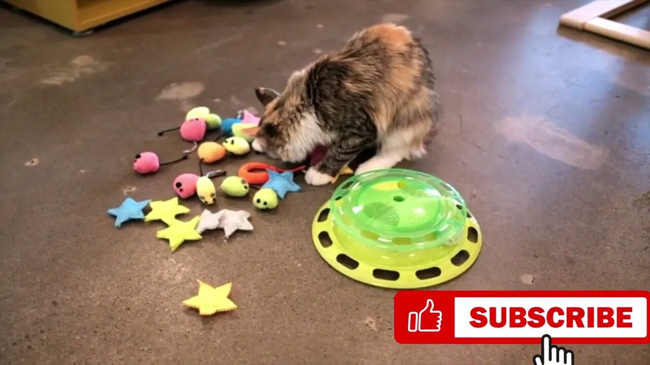 24 pieces cat toys, Funny cute pets lovers, Cat Teaser Wand, #Shorts