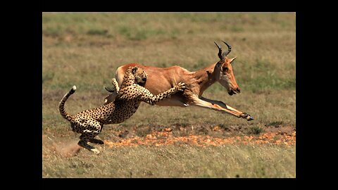 CARACAL is a CAT-JUMPER, a Bird Hunter! Caracal vs Jackals and Birds