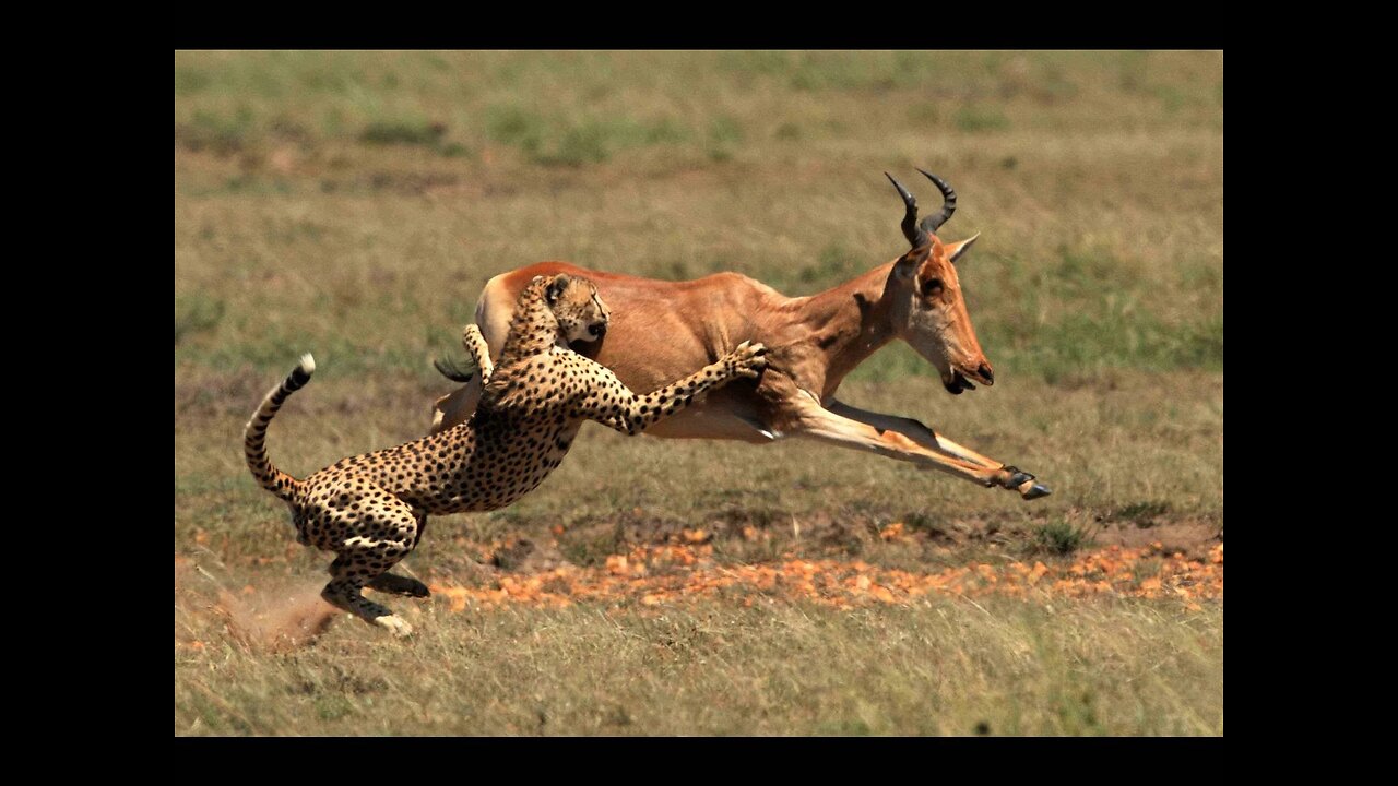 CARACAL is a CAT-JUMPER, a Bird Hunter! Caracal vs Jackals and Birds