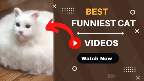 Funny cat videos try not to laugh | Don't try to hold back Laughter