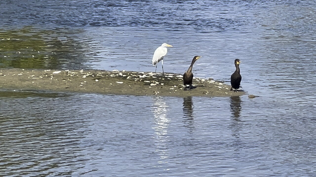 Great White Egret & couple of cormorants