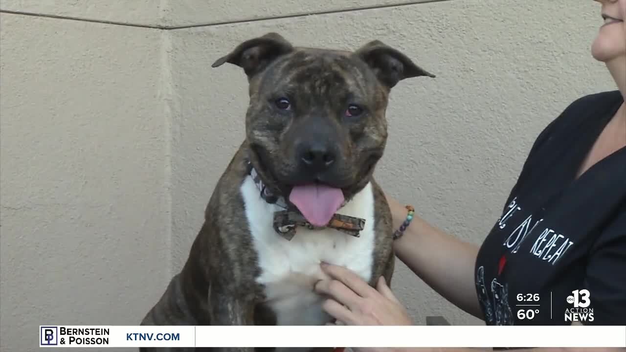 Pet of the week: Halston