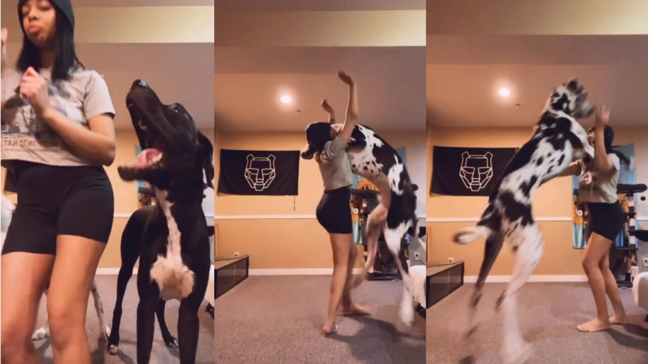 Dog can dance video || amazing moment