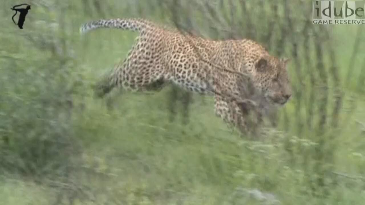 Male Leopard Chases Squirrel, Bird