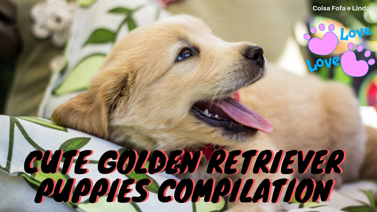 Cute Golden Retriever Puppies