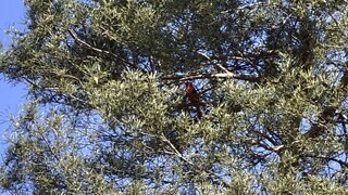 Male Cardinal singing