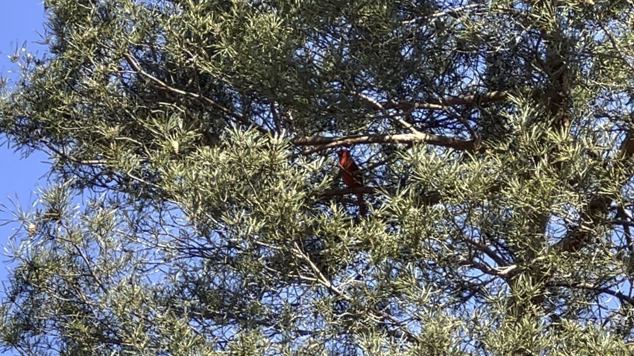 Male Cardinal singing