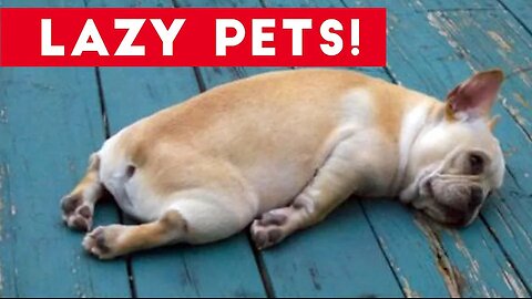 Laziest Pets | Cute and Funny Animals Compilation of 2017 | Funny Pet Videos