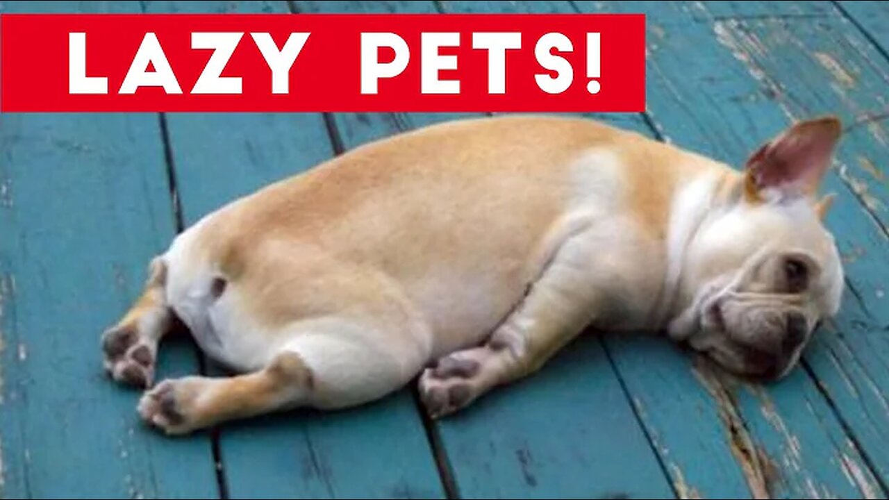 Laziest Pets | Cute and Funny Animals Compilation of 2017 | Funny Pet Videos