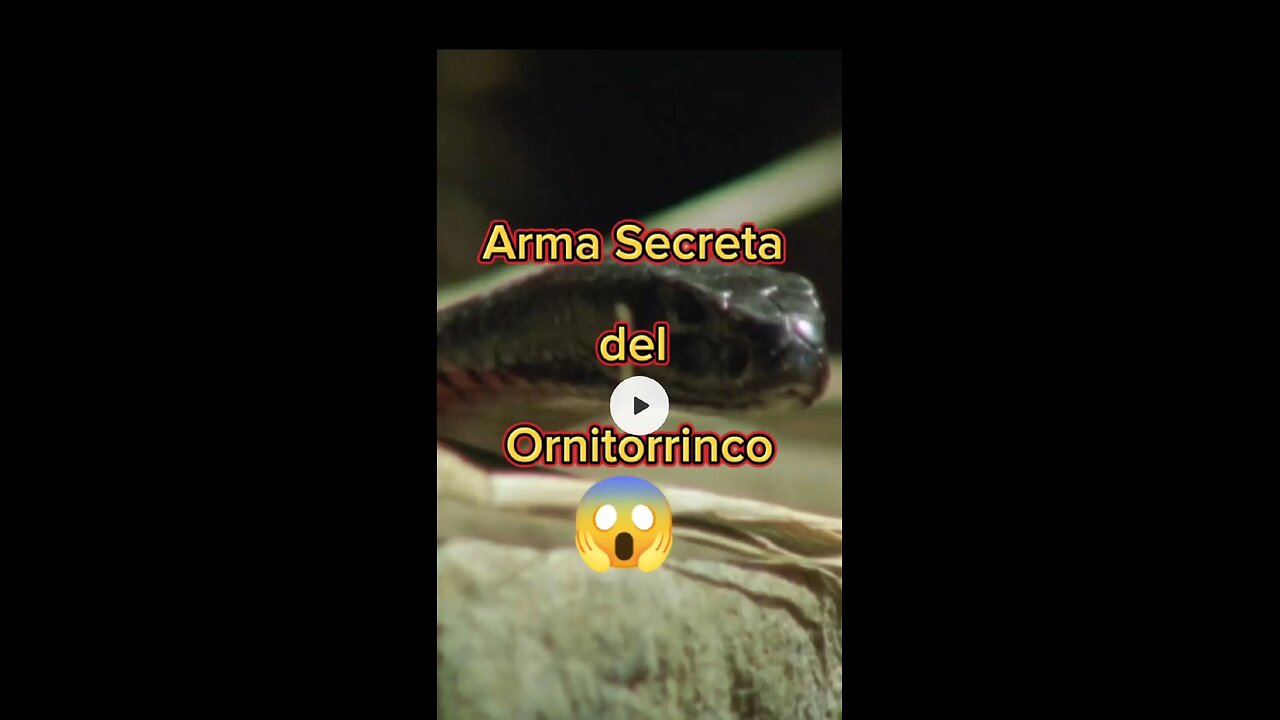 El arma secreta del ornitorrinco.