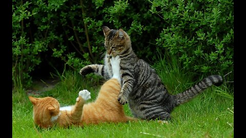 Funny cat fight