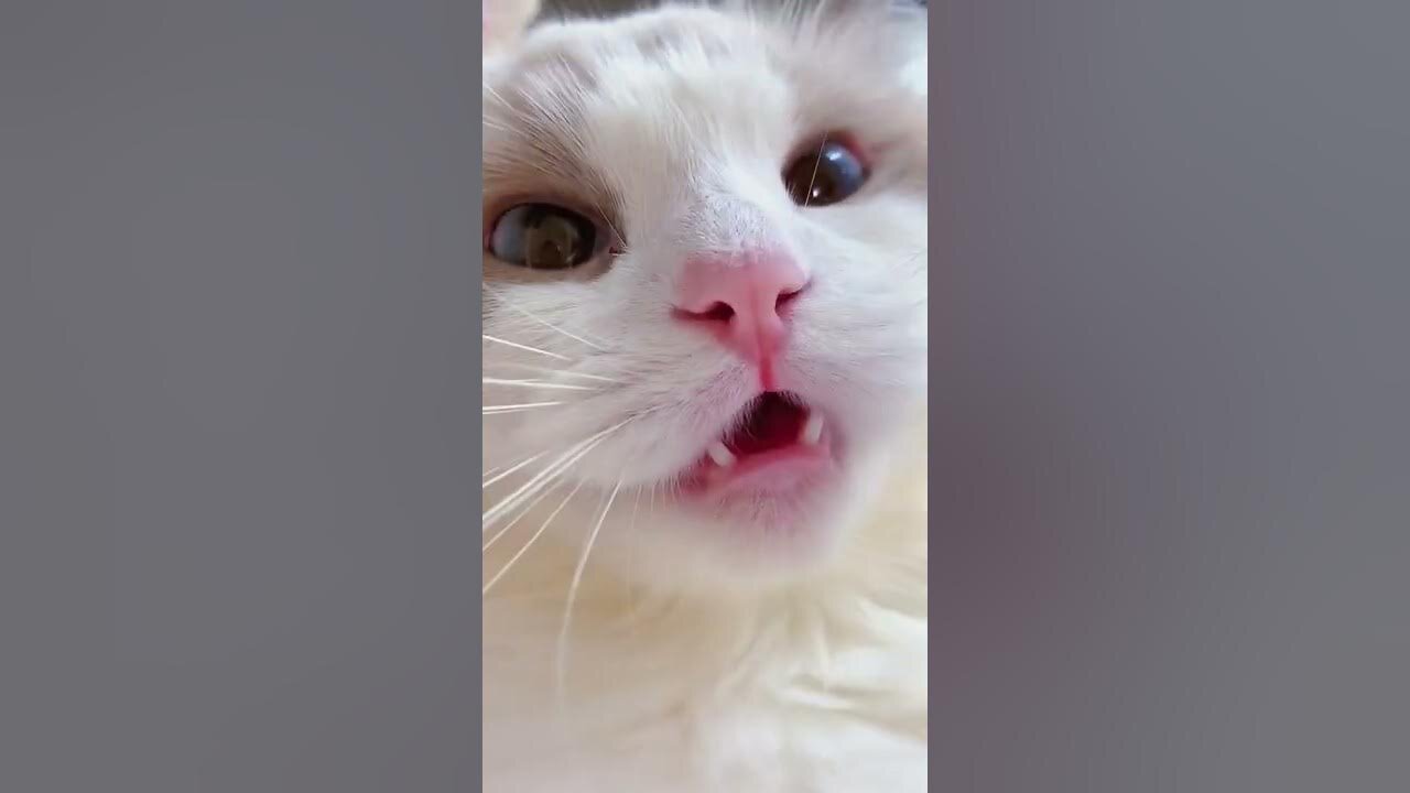 Playful Cat Sounds to Make You Smile