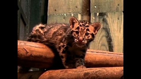 Rare Clouded Leopards