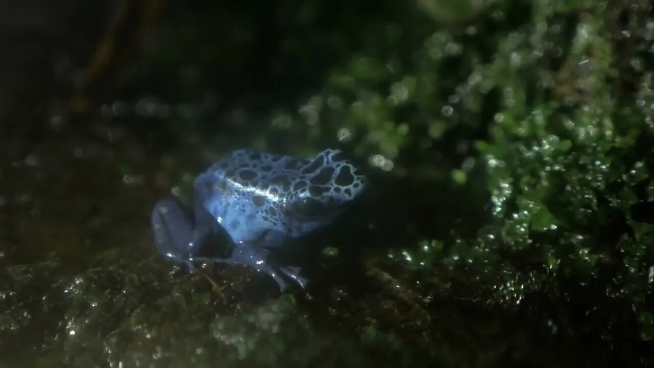 Close up shot of blue poison dart frog in terrarium Bright color serves as warning to predators