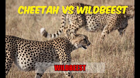 Cheetahs take down a wild beest| The way of the cheetah