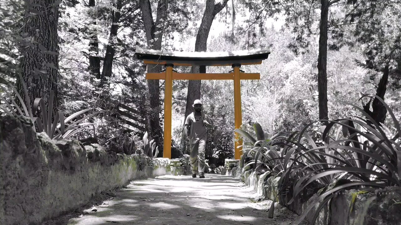 Japanese Garden ⛩️