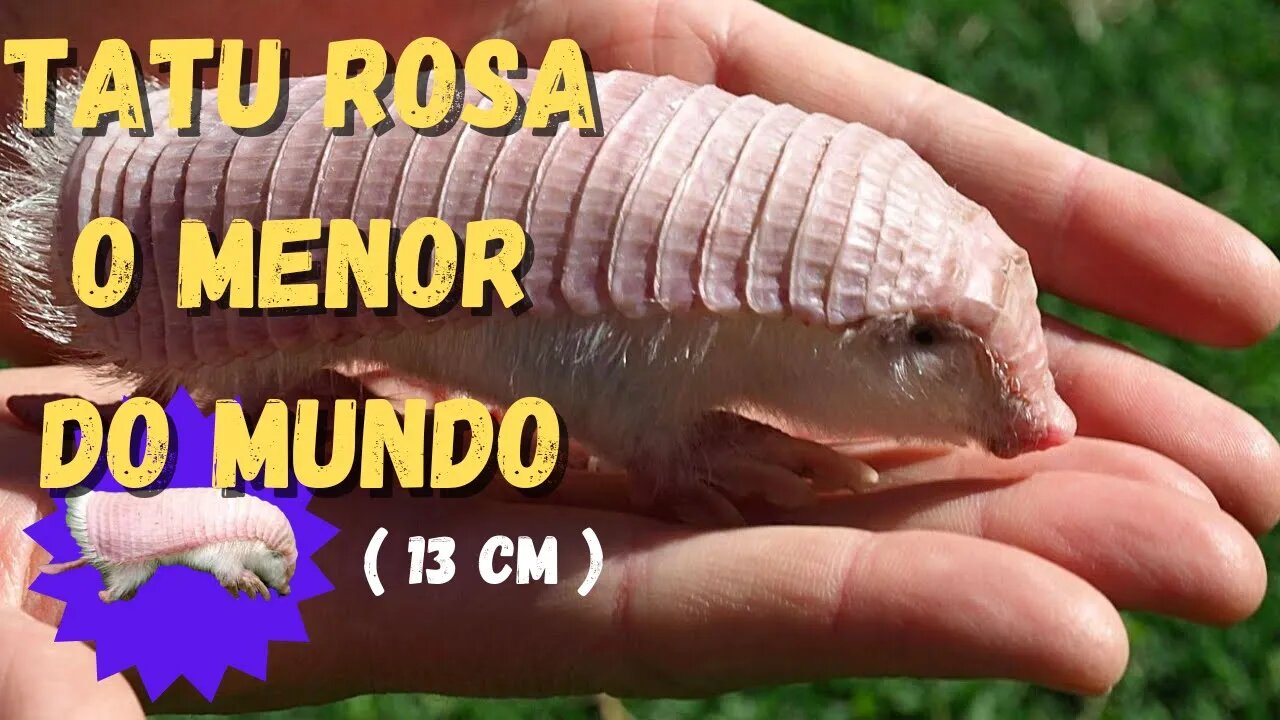 FINALš„O SEGREDO ROSA DA TERRA