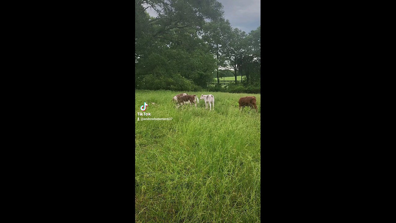 Happy baby calves.