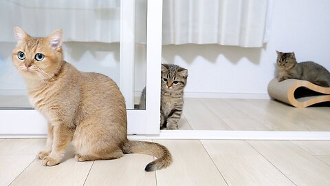 Kitten Lili is reckless when she challenges the strongest mother cat to a fight
