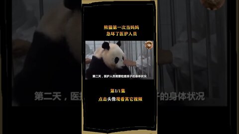 当熊猫第一次成为母亲时，医护人员很担心，并仔细地照顾着孩