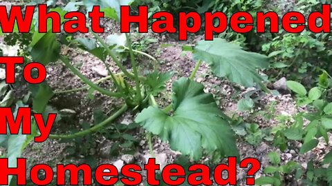 What Happened To My Homestead?