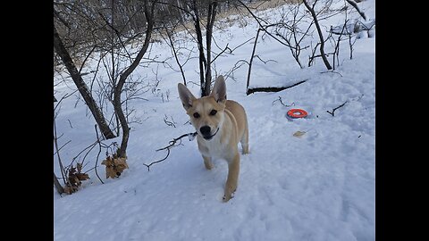 Koda gets very vocal when it's time to "go"