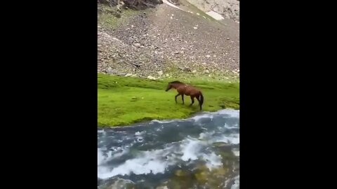 Wild Horses - Afghanistan