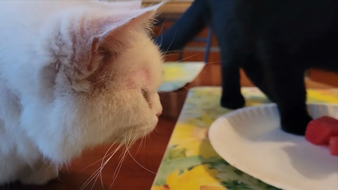 Zorro trying watermelon!