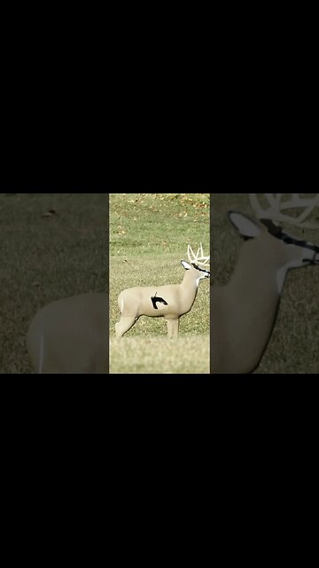 Practice. Practice. Practice. 40 mph cross wind. #whitetaildeer