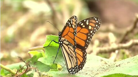 Butterfly #beautiful #